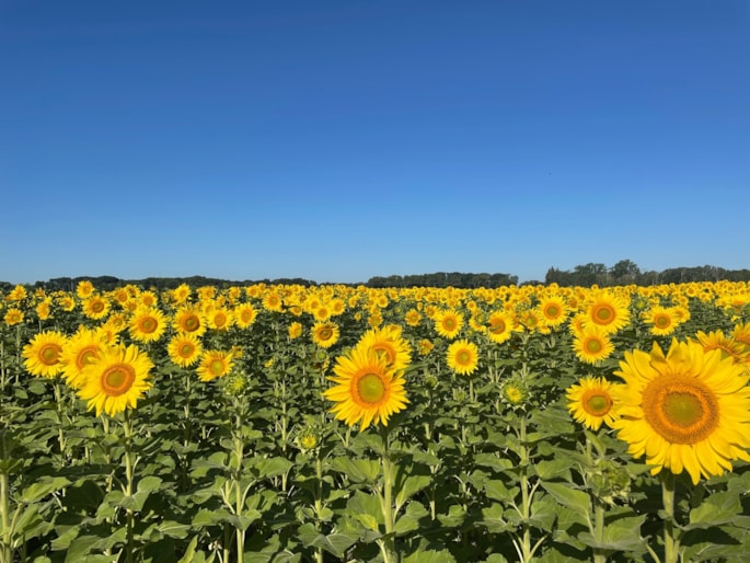 sunflowers in field